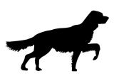 vector silhouette of the setter on white background