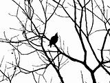 vector silhouette starling on tree