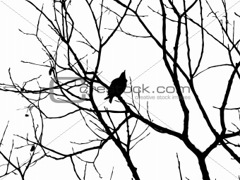 vector silhouette starling on tree