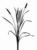 illustration of the reed on white background