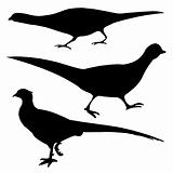silhouette of the pheasant on white background