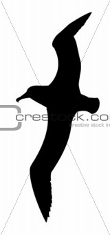 silhouette of the sea gull on white background
