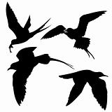 silhouette of the sea birds on white background
