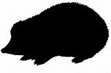 vector silhouette of the hedgehog on white background