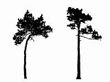 silhouette of the  pine in wood