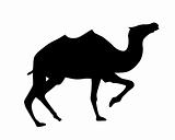 vector silhouette camel on white background