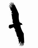 vector illustration flying birds on white background