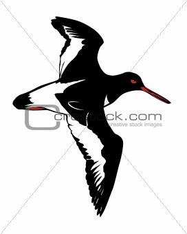 vector illustration of the snipe on white background