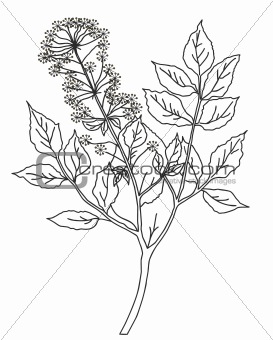 vector silhouette of the plant