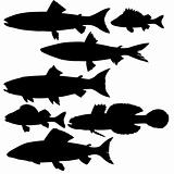 vector silhouettes of river fish on white background