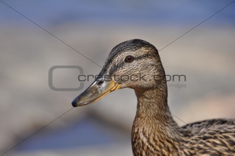 Female Mallard