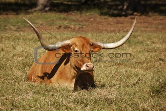 Texas Longhorn Cow in Pasture