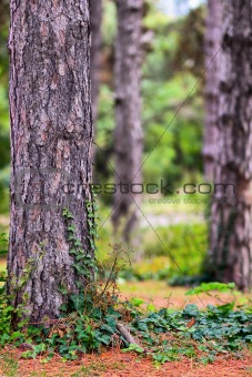forest with lot of copy space