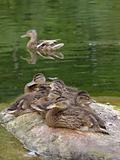 Wild duck with duckling at stone