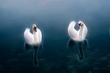 White swans at fraclal water