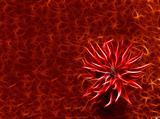 abstract red flower at crimson background