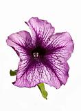 Lilac petunia flower isolated