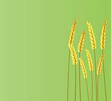 Banner of ears of wheat