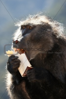 Baboon Fast Food