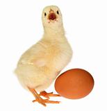 Baby Chick and Egg