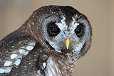 Wood Owl Portrait