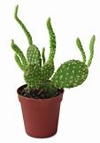 Opuntia - cactus in a pot