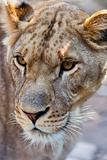 Close-up of Lioness