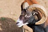 Headshot of a Big Horned Ram