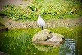 Nice White Little Egret