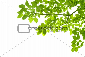 Green leaves on white background