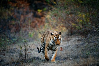 India Tiger.