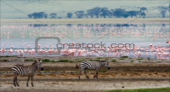 Two zebras and flamingo.
