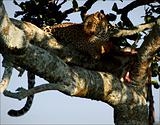 Leopard (Panthera pardus), adult, with prey.