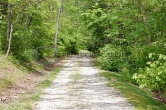 Trail into the Woods