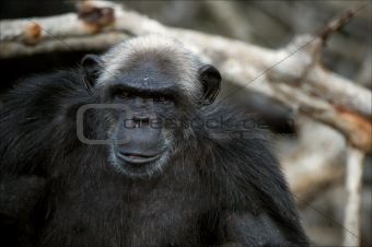 Portrait cimpanzee. 3