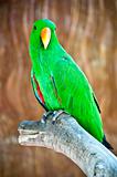 Macaw on branch