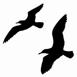 vector silhouette of the sea gull on white background