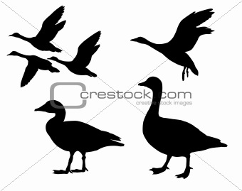 vector silhouette  geese on white background