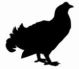 vector silhouette wood grouse on white background