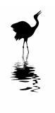 vector silhouette of the crane amongst water