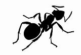 vector silhouette ant on white background