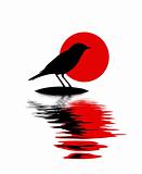 silhouette of the bird on stone amongst water
