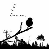 vector illustration of the bird on branch