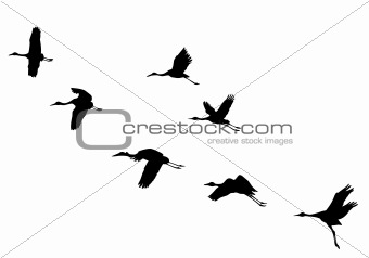 vector  silhouettes flying cranes