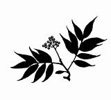 vector silhouette of the branch of the plant on white background