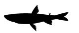 vector silhouette of the smelt on white background