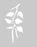 vector drawing of the branch of the birch on gray background