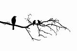 vector silhouette of the birds on branch