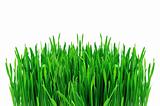 green grass on white background 