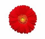Red gerbera flower isolated on white background 